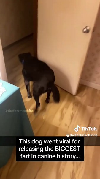 TOP 10 DOG FARTS #fart | fart