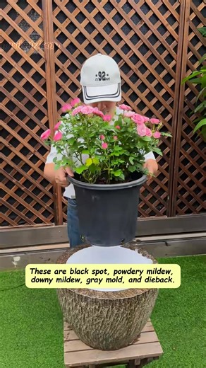 1.7K views | Black spot? Powdery mildew? Gray mold? If your roses are sick, don’t panic—spray this natural leaf mold every 5 days.  In just a few rounds, your garden will bounce back stronger and cleaner. #RosesDoneRight #PlantHealthTips #Over60Gardeners #FungalFix #FlowerCare #gardenizi | Seed to Flower | Facebook