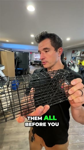 Sounds like a race track in your ceiling? 🏎️🐿️