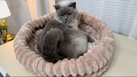 Watch Fluffy Cat Beds for Indoor Cats on Amazon Live