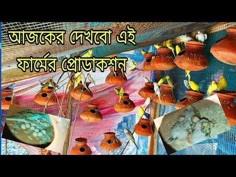 Today we will see the production of this farm #bazrigar #badripakhi