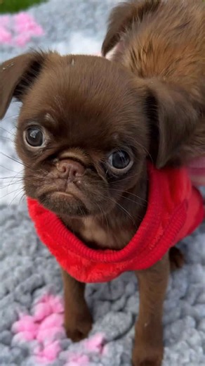 Adorable Brussels Griffons That Will Melt Your Heart