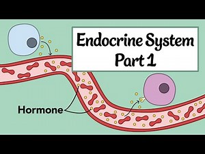 Endocrine System, Part 1: Anatomy & Physiology