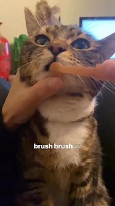 147K views · 4.3K reactions | Do you brush your cat’s teeth? 瘟醴 | Cats With Their Tongues Out | Facebook
