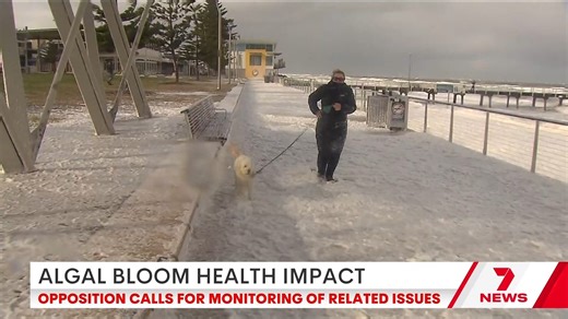 The devastating impact the harmful algal bloom has had on marine life has been documented since the start of the crisis but now the opposition is calling on the state government to start monitoring its health impacts. | 7NEWS Adelaide