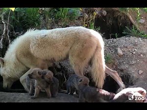 Toronto Zoo Arctic Wolf Pups Exploring Outside of Den