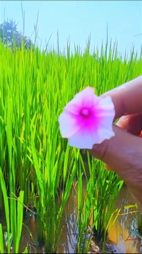 Collecting snail and observe aquatic animals in the countryside