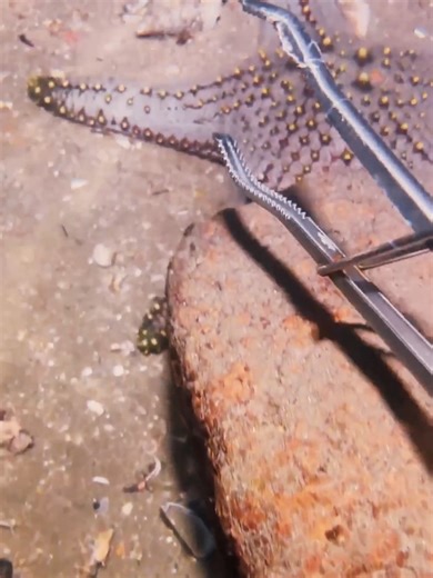 Exploring the Depths: DeepSea Hunter Fishing Adventures