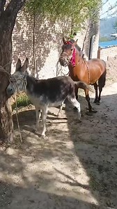 Funniest Donkey Ever Donkey Training the fun way 2293 | Donkey Lover