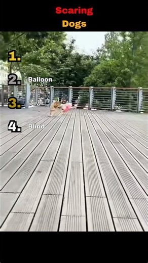 Dogs React to Jump Scares 💀 #dogsoftiktok #funny #viral