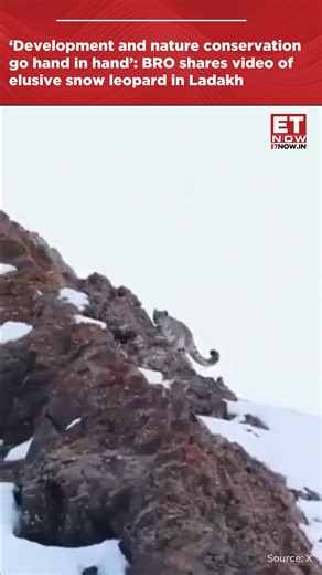 BRO ( Border Roads Organisation) shared a mesmerizing video of an elusive snow leopard in the mountains of Ladakh, saying "a powerful reminder that infrastructure development and nature conservation go hand in hand." #snowleopard #ladakh #ETNOW | ET NOW