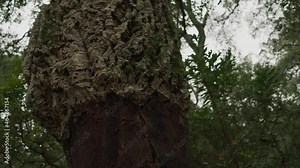 The cork oak, quercus suber - quercus the Latin for oak, suber the Latin for cork - is a native of both northern and southern shores of the Mediterranean. The bark is cut off on the trunk. Stock Video