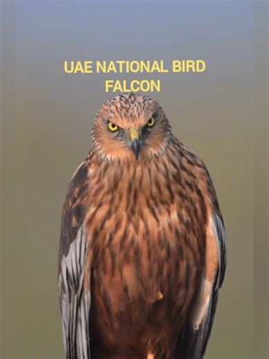 UAE National Symbols: Bird, Animal, Flower, and More