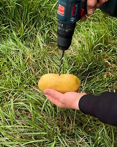 Healthy tree roots hack #lifehacks #lifehack #diy #diyfix #quickfix #quicksolution | HistoryLens