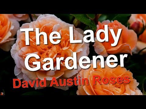 The Lady Gardener Rose David Austin