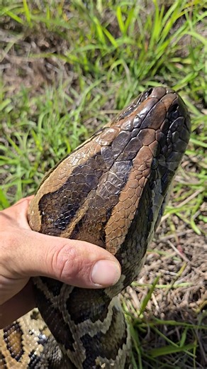 GIANT PYTHON IN FLORIDA!
