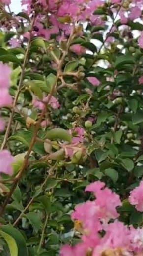 nature ki Nature ki khubsurti kabhi jhooth nahi bolti 🌸🌹💐.