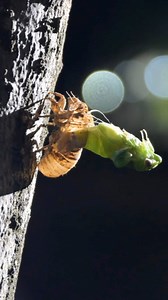 Time-lapse: a cicada is captured emerging from its exoskeleton and spreading its wings as part of the molting process | China Xinhua News