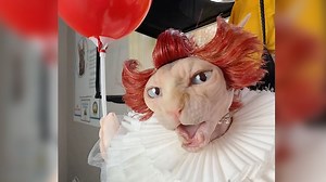 Best HALLOWEEN Pet Costumes | ULTIMATE Compilation - 1Funny.com