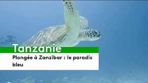 15K views · 921 reactions | #Tanzanie : L'archipel de Zanzibar est connu pour ses magnifiques récifs coralliens. La plongée attire des touristes du monde entier pour découvrir les 500 espèces marines présentes dans les eaux turquoises.  France 2  N. Bertrand, K. Moreau | France TV Afrique | Facebook