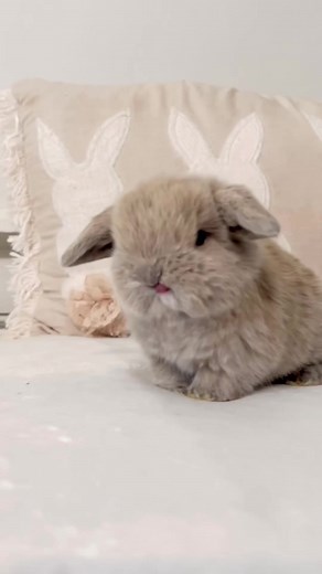 Adorable Holland Lop Bunny Compilation