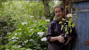 Gardeners’ World: Monty Don on growing hydrangeas