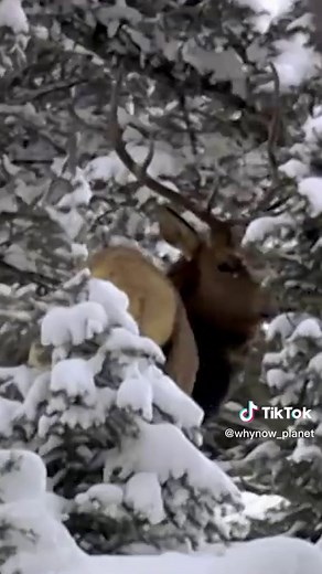 Black Wolf Hunt: Elk vs. Pack in Snow