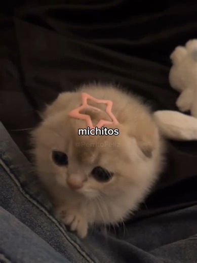Gatos graciosos y tiernos en TikTok