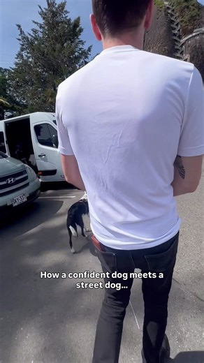 Street dogs are amazing and I am happy to live in a country where dogs aren’t micromanaged. This was in Colombia on a trip, and Neon learned to navigate many situations. This dog was very forward. I don’t force Neon to lay prone in a down or focus on me… super unnnatural behaviors that lead to fear and the inability to communicate. Instead I watch and step in if needed (and it’s almost never needed). I would never go to a country with street dogs and a loose dog culture and bug out about the dog