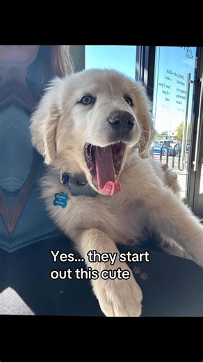 Understanding the Great Pyrenees Breed Traits
