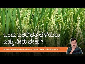 How Much Water is Needed to Grow 1 Acre of Paddy? 🌾💧
