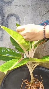 6.9K views · 29 reactions | PAANO TANGGALIN ANG MGA LISA/KUTO NG AGLAONEMA GAMIT ANG AKING DIY SCALE/KUTO REMOVAL /EFFECTIVE NAPAKADALING TANGGALIN ANG MGA LISA OR KUTO/BEGINNER TIPS/STEP BY STEP Mamalyn's Garden #Fullguide #longvideo #plantcare #plantcaretips #plantlove #plantingtips #aglaonema #careguide #caretips #howto #Remove #scale #kuto #lisa #beginner #Tips #guide #stepbystep #gardening #homegardeningtips #plantmom | Mamalyn's Garden | Facebook