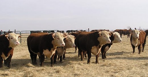 Size of Ranches In America Today