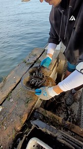 Let's keep the oceans thriving! #MarineConservation #CrabRescue | People Are Awesome