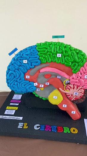 Maqueta creativa del cerebro con plastilina