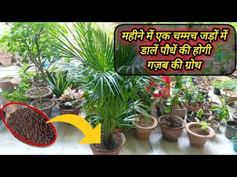 एरिका पाम हमेशा रहेगा हरा भरा ना पत्तियां पीली ना Brown spot !!Areca palm complete care & fertilizer