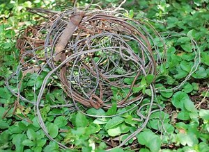 Saving Chimps From Snares (Graphic Images)