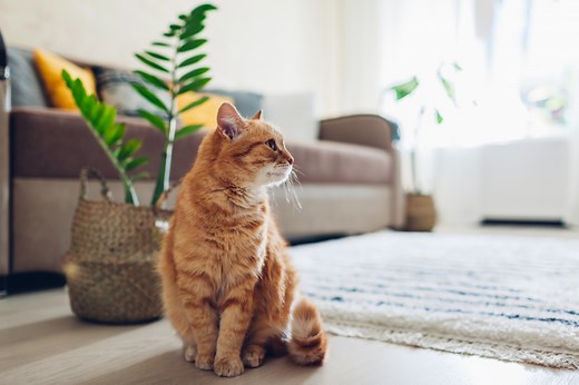 How To Get Rid of Cat Pee Smell | PetMD