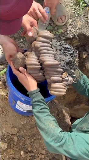 Honey bee nest in the ground