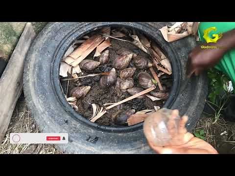 USING TYRES TO BREED SNAILS