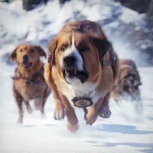 When a Dog Becomes a Hero | Isq ( Hypnotic )