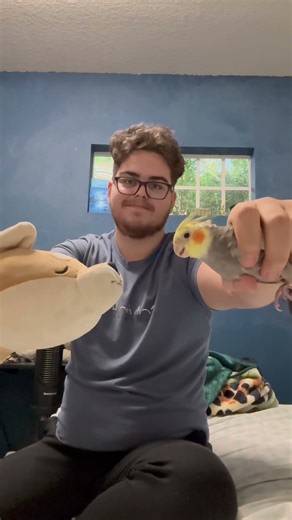 angry cockatiel attacks dog