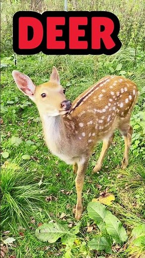 Deer Sound