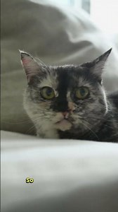 Cats Know Your Routine