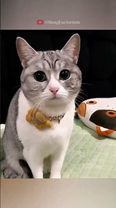 This cat learned sign language for its owner #animals #Funny #love #cute #pets #cat