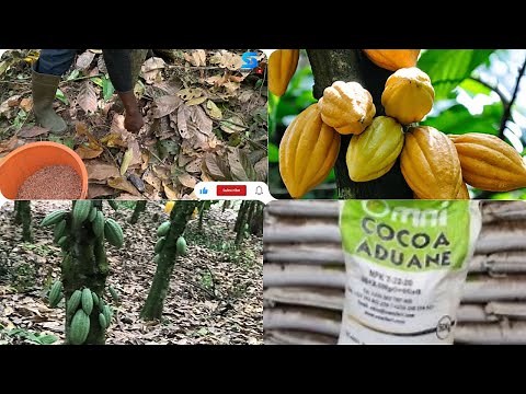 Fertilizer application on a cocoa farm.