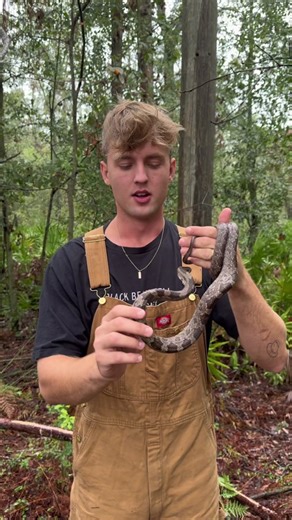 Gray Rat Snake Discovery under Tarp in South Georgia