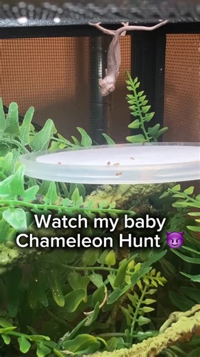 Mad Chams on Instagram: "🦎 Chameleon Feet: Living Grippers Zygodactyl Feet • Chameleons have split feet called zygodactyl feet. • On the front feet, two toes face outward and three inward. • On the back feet, the arrangement is reversed. • This creates a pincer-like grip, similar to a pair of tongs. This allows them to grip branches of different sizes easily and stay stable while moving slow or even on windy days.. Bone & Muscle Adaptations • Toes are fused into two strong bundles rather than m