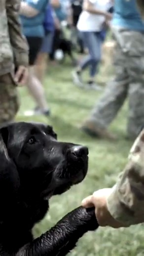 Happy Veterans Day! We are proud to support and elevate the mission of Warrior Canine Connection, a nonprofit that pairs service dogs with veterans 💚 | explore.org