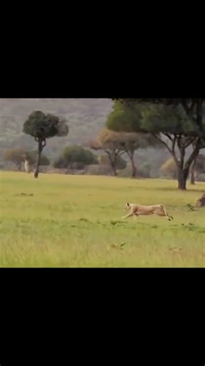Savanna Showdown: Lion Takes On a Fierce Warthog